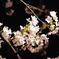 夜桜/2012