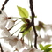 桜02/2012
