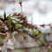 桜03/2012