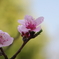 桜04/2012