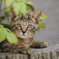 ねこ