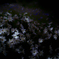 SDIM2637