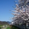 馬見ヶ崎川沿い桜並木