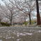 明石公園の桜