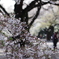 零れ桜