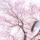 近所の桜並木