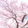 近所の桜並木