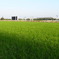 東京競馬場４