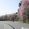 GW初日の光前寺　しだれ桜