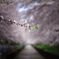 桜の叫び