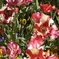 開花