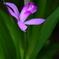 紫蘭の咲く朝