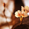 近所に咲いている等身大の桜