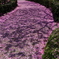 散って影桜