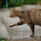 猫の行進