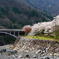 足尾の桜