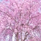 しだれ桜