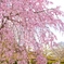 しだれ桜