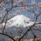 桜の花飾り
