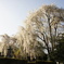 田多井の桜