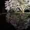 駒つなぎの桜