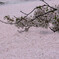 桜のじゅうたん
