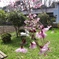 桜と公園