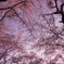 sakura-sky