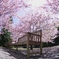 “SAKURA”bench