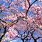 榴ヶ岡公園