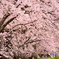 一目千本桜