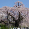 三春滝桜