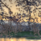 sakura sunset