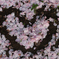 sakura petals
