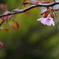 芽吹く若葉と桜