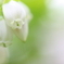 ブルーベリーの花
