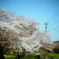 空と桜