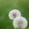 Dandelion Heads