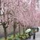 しっとり、まったり桜見物