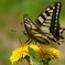 20120429019T