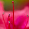 Red stamen