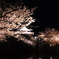 夜桜