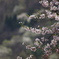 桜仙挟