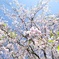 枝垂れ桜も葉桜に