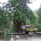 若狭姫神社の千年杉
