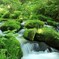 奥大山の新緑