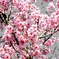 桜3