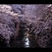 両手に桜