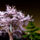 仙台の夜桜です