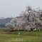 学びの桜